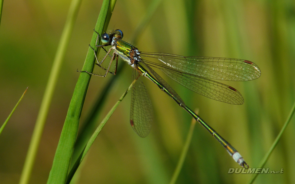 Small Spreadwing (Male, Lestes virens)